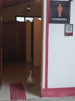 canard.jpeg