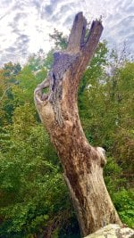 IMG_5220.jpeg