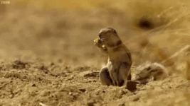 BlissfulEnchantedFowl-small.gif